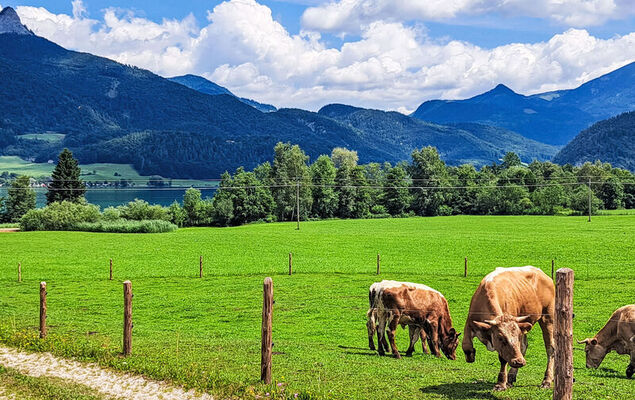 Wohnung 414 Bergblick - Photo 30